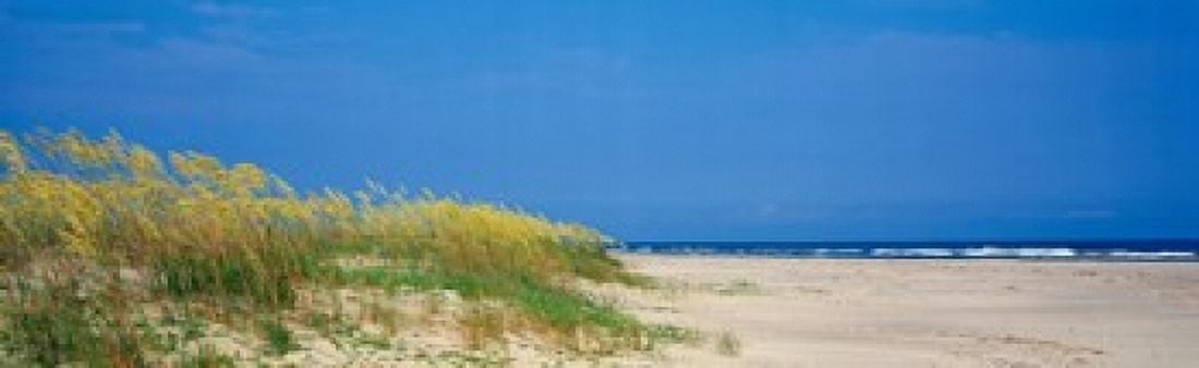 Sea oat grass on the beach Charleston South Carolina USA Canvas Art - Panoramic Images (18 x 6)