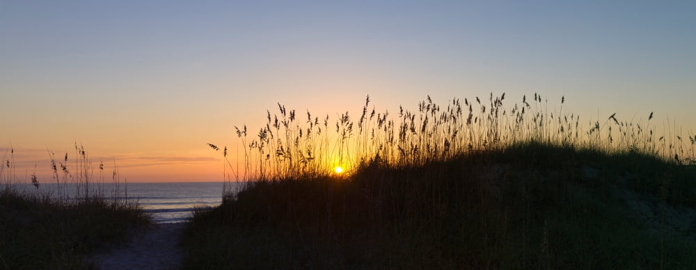 Sea oat grass on the coast Florida USA Canvas Art - Panoramic Images (36 x 12)
