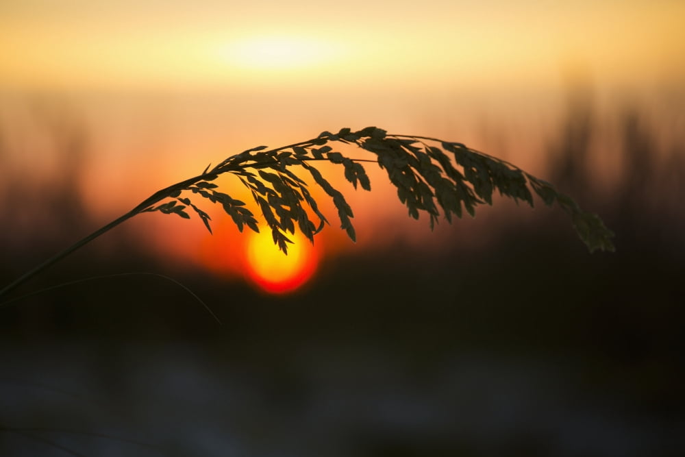 Sea oats at sunset Siesta Key Beach Sarasota Florida United States of America Canvas Art - Lynn Stone Design Pics (19 x 12)
