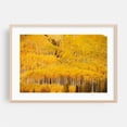 thumbnail image 1 of Sea of Gold - Aspen Colorado Photography Autumn Forest Nature Landscape Woodland Scenic Wilderness Oak Framed Wall Art Print 12 x 18 inches, 1 of 6