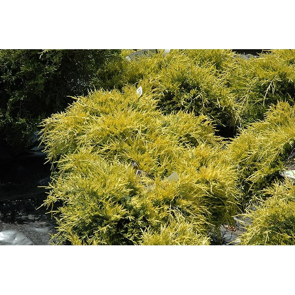 Sea of Gold Juniper-Evergreen Shrub-Vibrant Foliage 2 Gallon