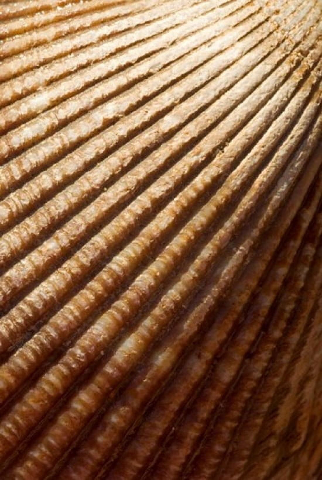 Sea shell pattern Stanley Park British Columbia Canvas Art - Paul Colangelo DanitaDelimont (24 x 36)
