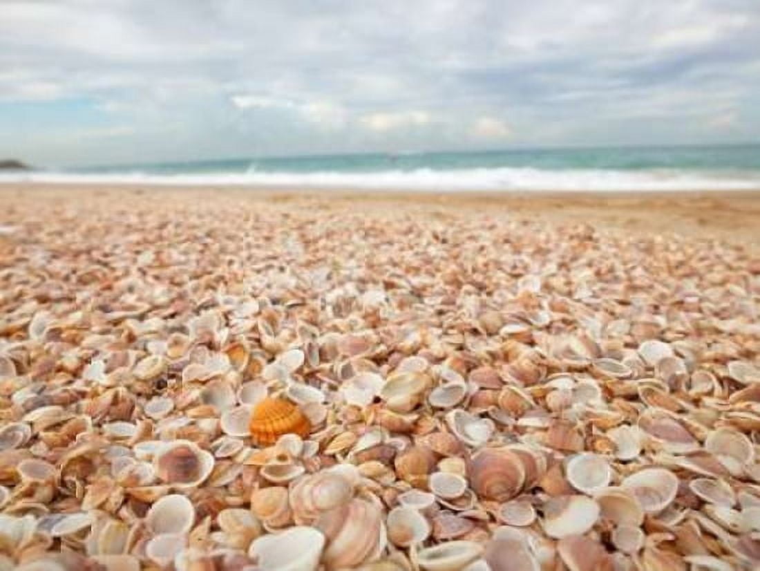 Sea shells on the beach Canvas Art - Assaf Frank (18 x 24)