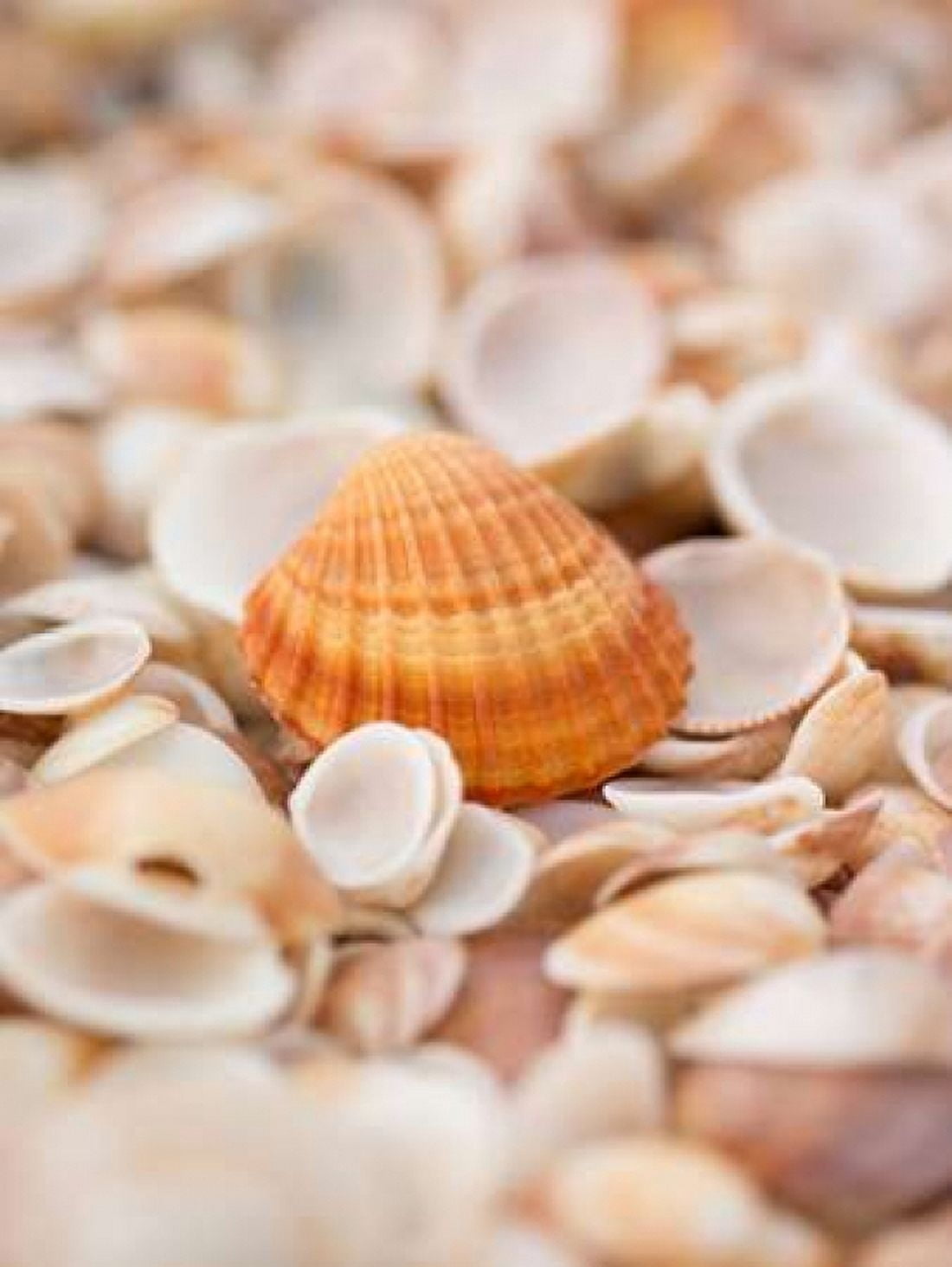 Sea shells on the beach Canvas Art - Assaf Frank (18 x 24)