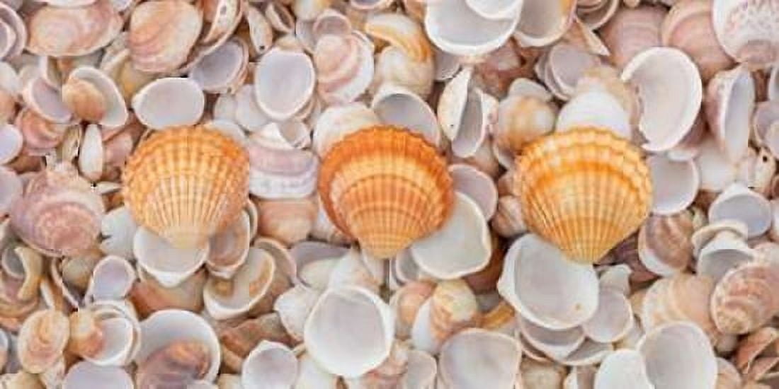 Sea shells on the beach Canvas Art - Assaf Frank (24 x 48)