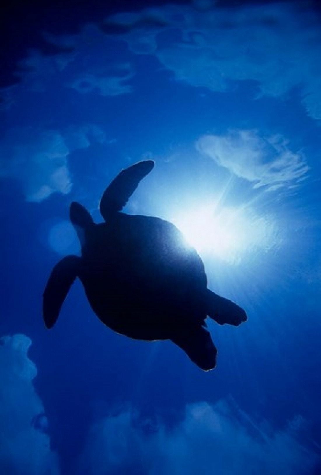 Sea turtle underwater Sipadan Island south point Malaysia Canvas Art - Ali Kabas DanitaDelimont (24 x 36)