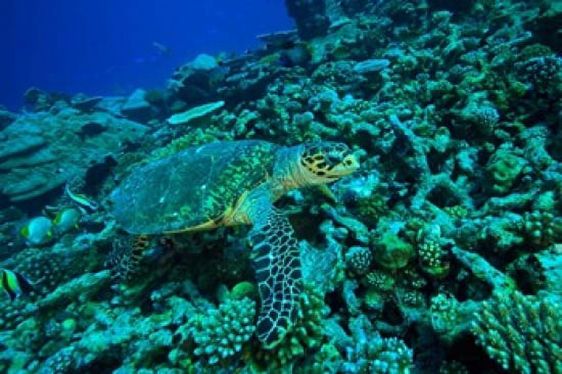 Sea tutle Southern Maldives Indian Ocean Canvas Art - Stuart Westmorland DanitaDelimont (22 x 15)