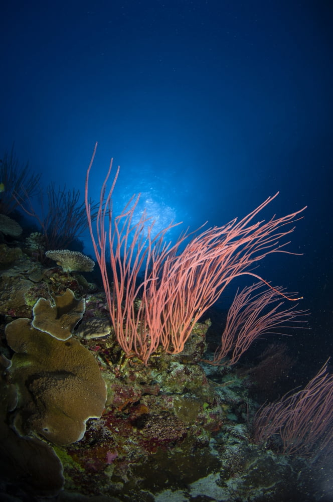Sea whips and coral Australia Canvas Art - Todd WinnerStocktrek Images (12 x 18)