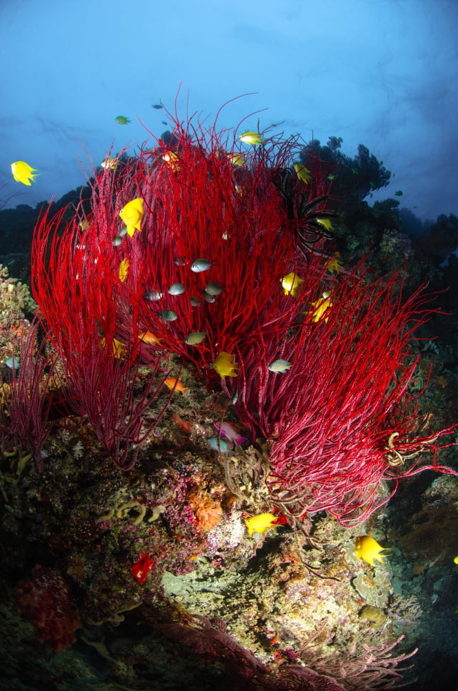 Sea whips and soft coral Fiji Canvas Art - Todd WinnerStocktrek Images (12 x 18)