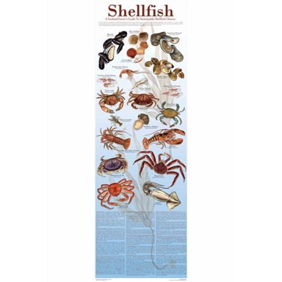 Seafood Poster and Guide to Sustainable Shellfish 12x36  Poster