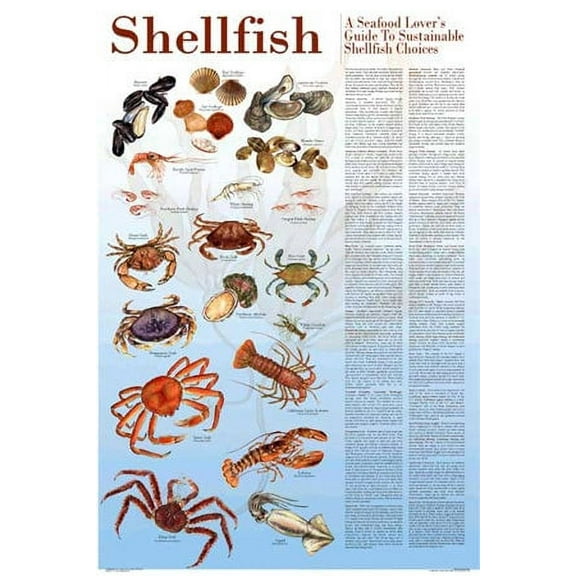 Seafood Poster and Guide To Sustainable Shellfish