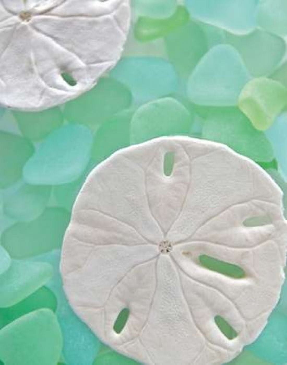 Seaglass 5 Canvas Art - Alan Blaustein (22 x 28)