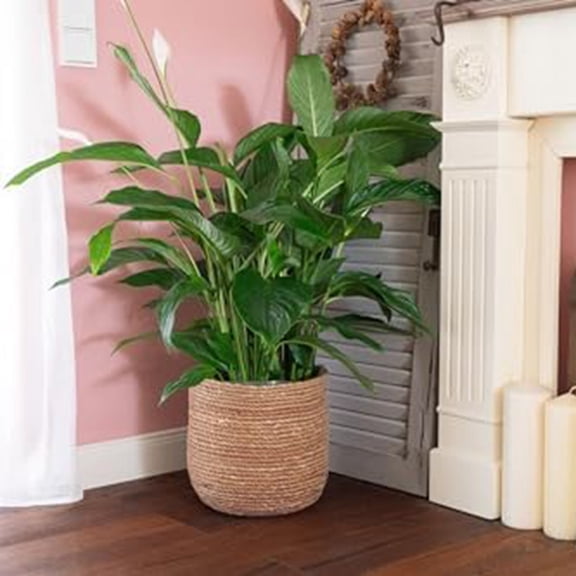 Seagrass Flower Pot - Woven Pot - Decorative Basket with Film Insert in Boho Style S