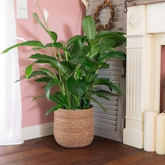 Seagrass Flower Pot - Woven Pot - Decorative Basket with Film Insert in Boho Style S