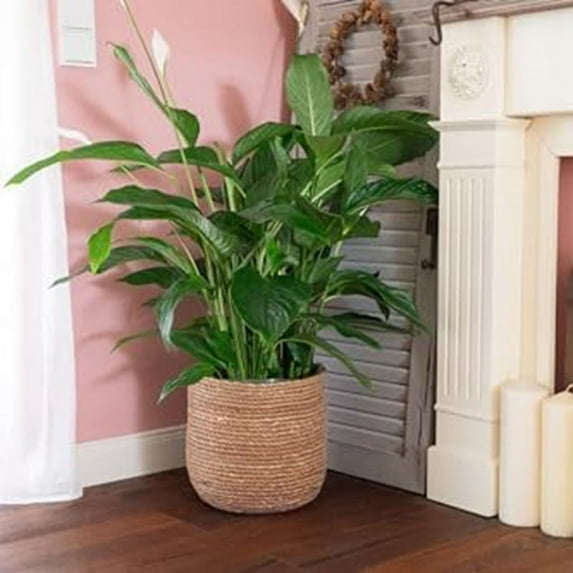 Seagrass Flower Pot - Woven Pot - Decorative Basket with Film Insert in Boho Style S