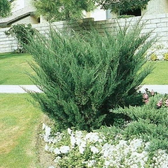 Seagreen Juniper 1 Extra Large 3 Gallon Plant Elegant & Hardy Evergreen Shrub, Perfect for Ground Cover, Landscaping, Topiary & Bonsai, Vibrant Foliage for Garden & Outdoor Spaces