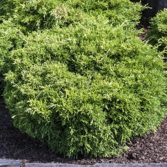 Seagreen Spreading Juniper Evergreen Shrub, in a 3 gallon pot