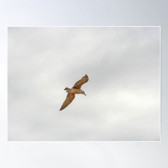 Seagull Bird Flying Close-Up Poster Wall Art, Modern Wall Decor For Living Room Bedroom, 8x12 UNFRAMED