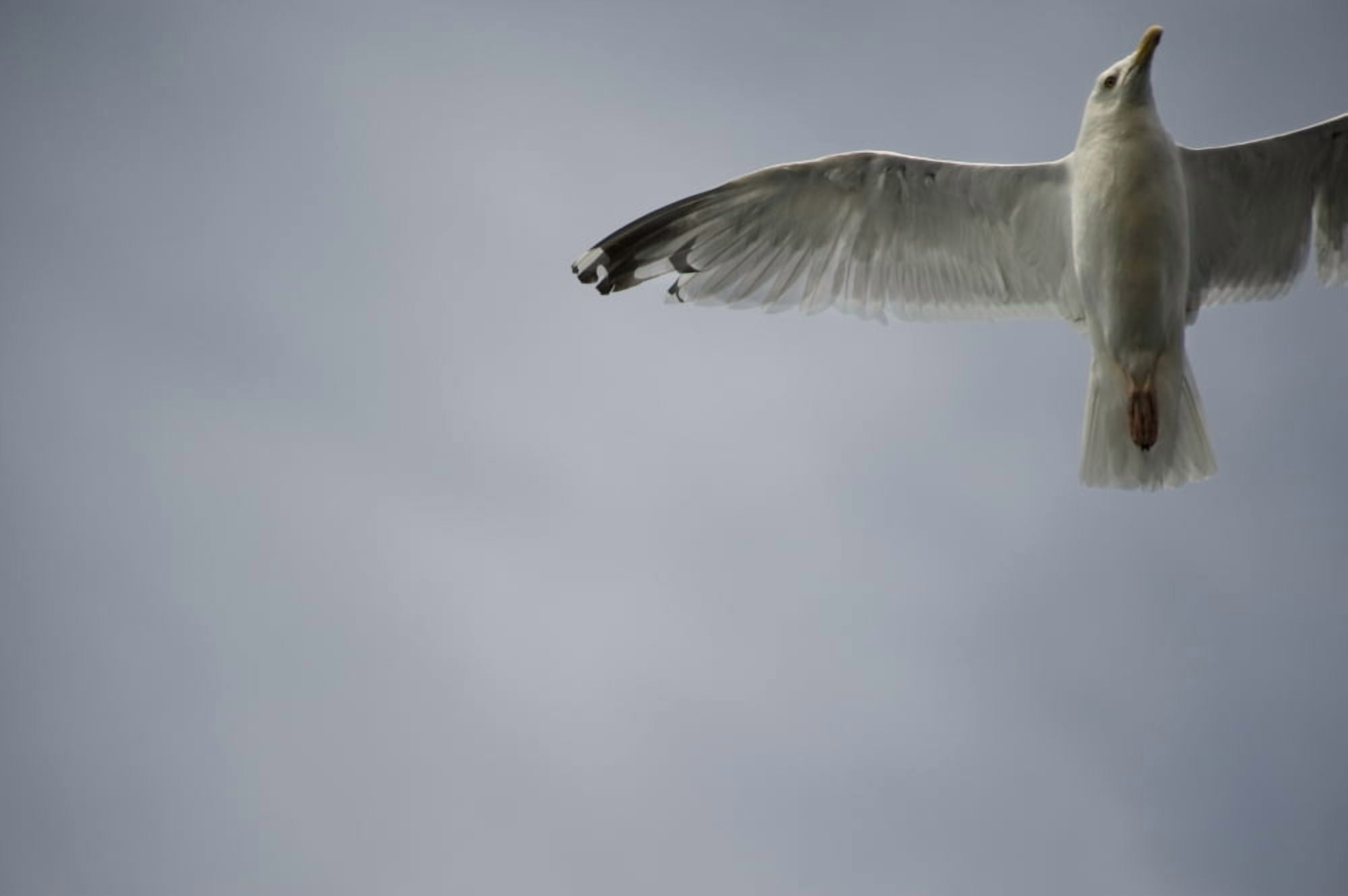 Seagull Canvas Art - Keith Levit Design Pics (18 x 11)