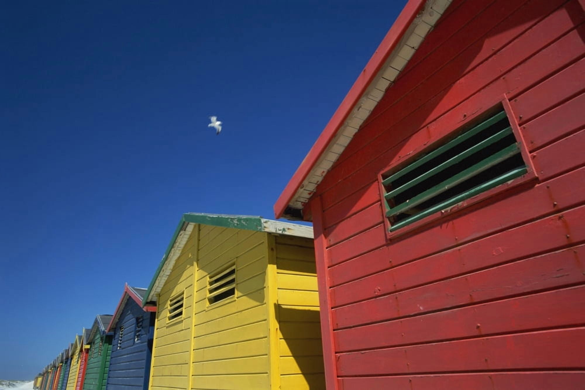 Seagull Flying Over Colorful Beach Huts Canvas Art - Ian Cumming Design Pics (38 x 24)