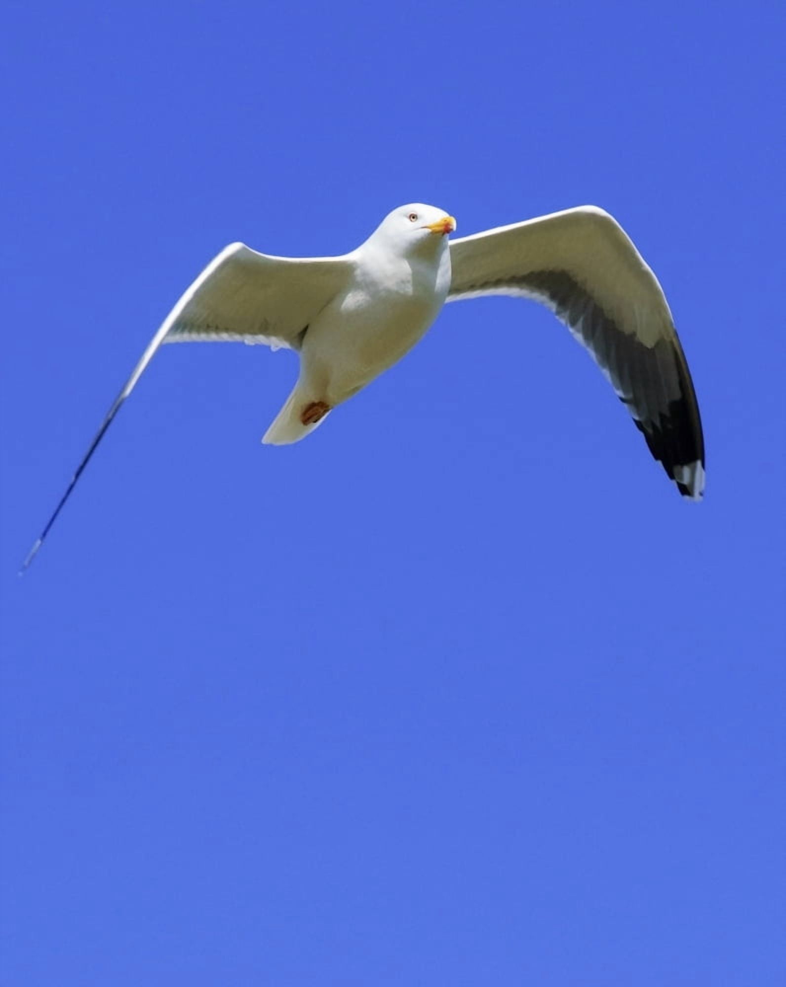 Seagull In Flight Canvas Art - Ben Welsh Design Pics (24 x 32)