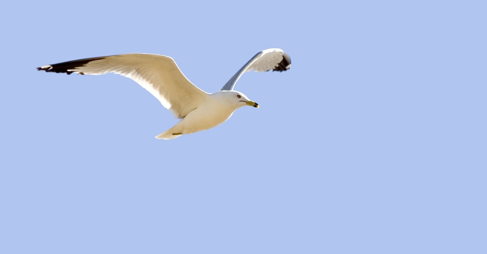 Seagull In Flight Canvas Art - Don Hammond Design Pics (19 x 10)