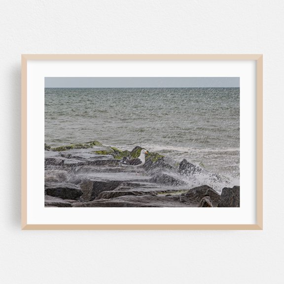 Seagull on the Jetty, Cape May New Jersey - Cape May Point New Jersey Photography Seascape Bird Ocean Coast Waves Marine Life Wildlife Oak Framed Wall Art Print 5 x 7 inches