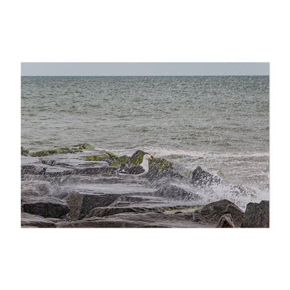 Seagull on the Jetty, Cape May New Jersey - Cape May Point New Jersey Photography Seascape Bird Ocean Coast Waves Marine Life Wildlife Unframed Wall Art Print 4 x 6 inches