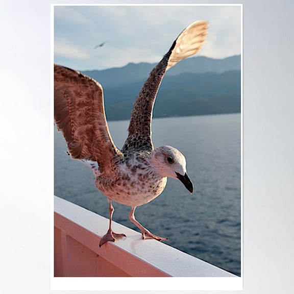 Seagull Near Island Thassos Poster Wall Art, Modern Wall Decor, 8x12 UNFRAMED