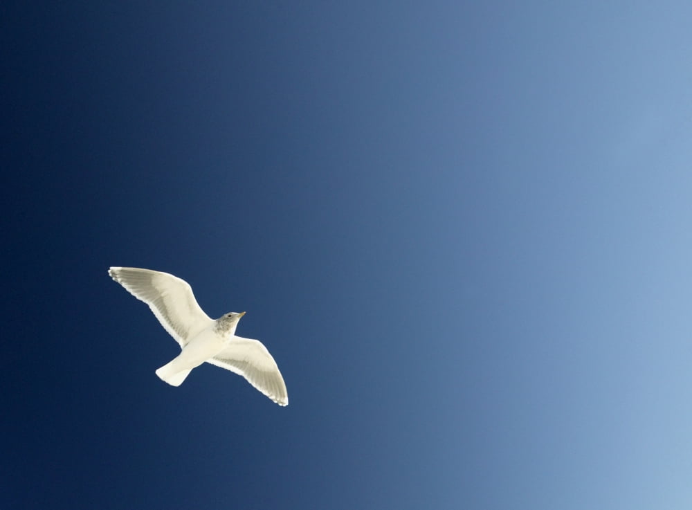 Seagull Soaring Canvas Art - Con Tanasiuk Design Pics (32 x 24)