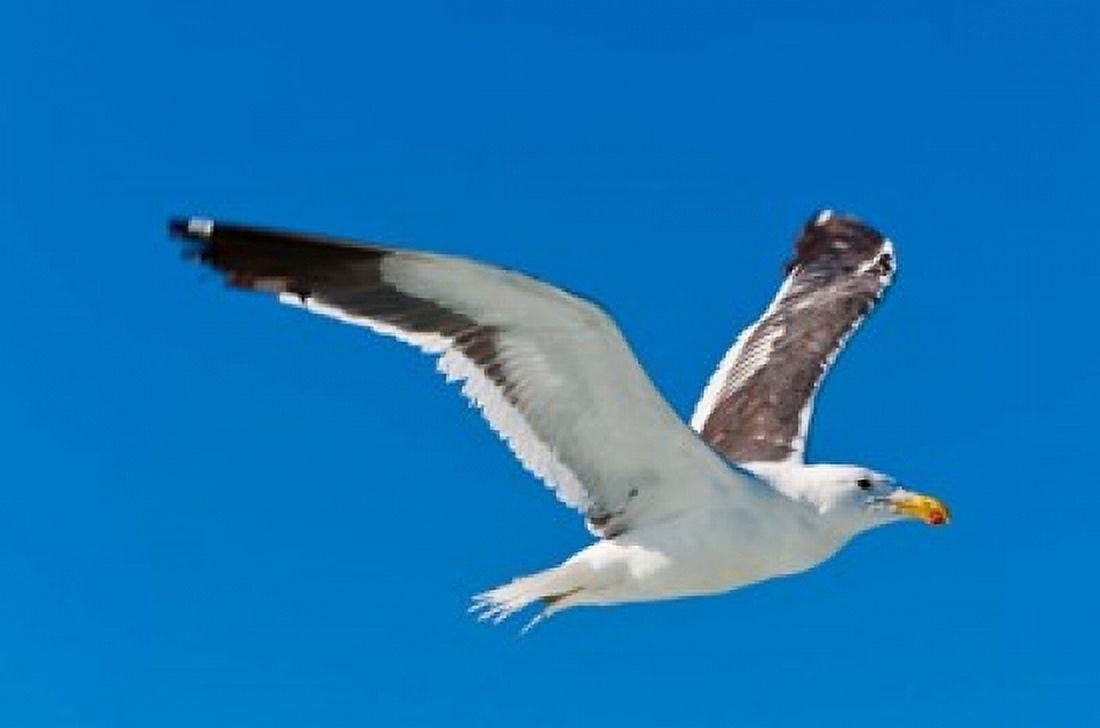 Seagull Walvis Bay Erongo Region Namibia Canvas Art - Nico Tondini DanitaDelimont (35 x 23)