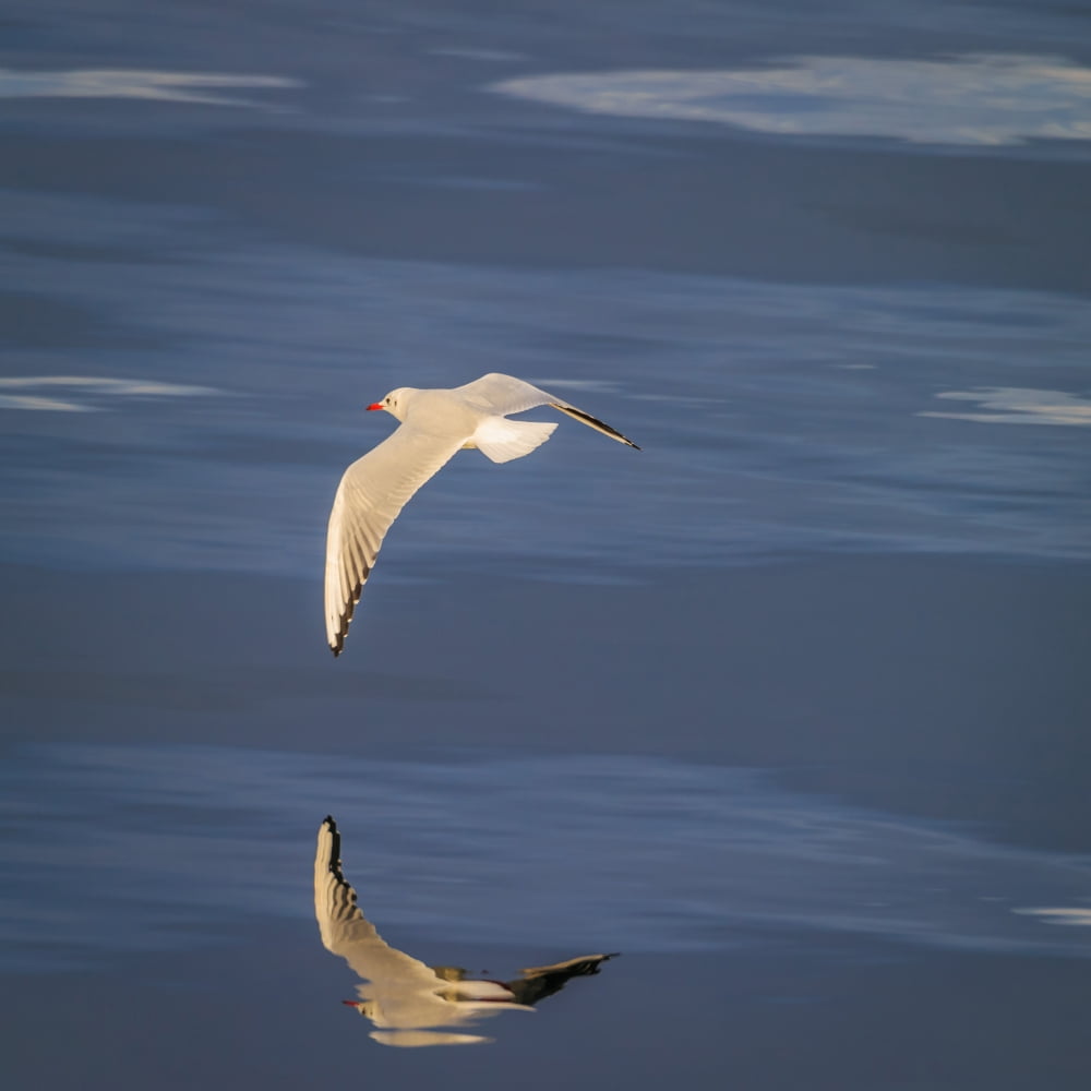 Seagull flying low over Reykjavik Iceland Canvas Art - Panoramic Images (24 x 24)