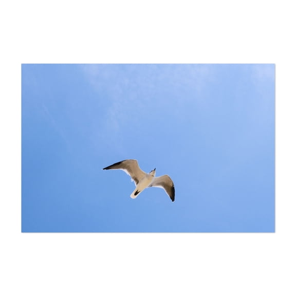 Seagull in Flight - Ocean City Maryland Photography Bird Nature Wildlife Minimalist Animal Scenic Unframed Wall Art Print 4 x 6 inches