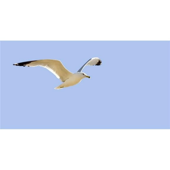 Seagull in Flight Poster Print by Don Hammond - 19 x 10