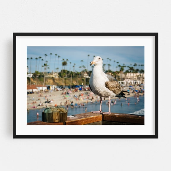 Seagull in Oceanside - Oceanside California Photography Beach Coast Ocean Palm Tree Summer Boardwalk Black Framed Wall Art Print 5 x 7 inches