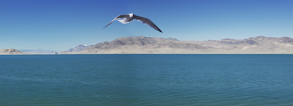 Seagull over pyramid lakeNevada united states of america Canvas Art - Richard Desmarais Design Pics (25 x 9)