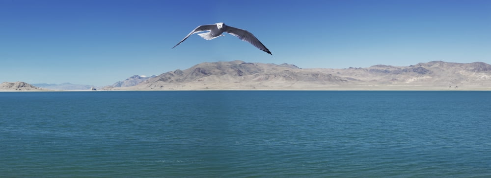 Seagull over pyramid lakeNevada united states of america Canvas Art - Richard Desmarais Design Pics (36 x 13)