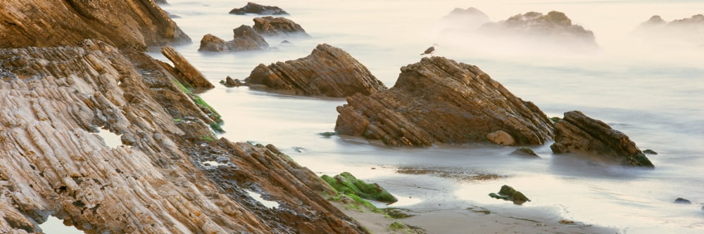Seagull perching on the beach Gaviota Santa Barbara County California USA Canvas Art - Panoramic Images (36 x 12)