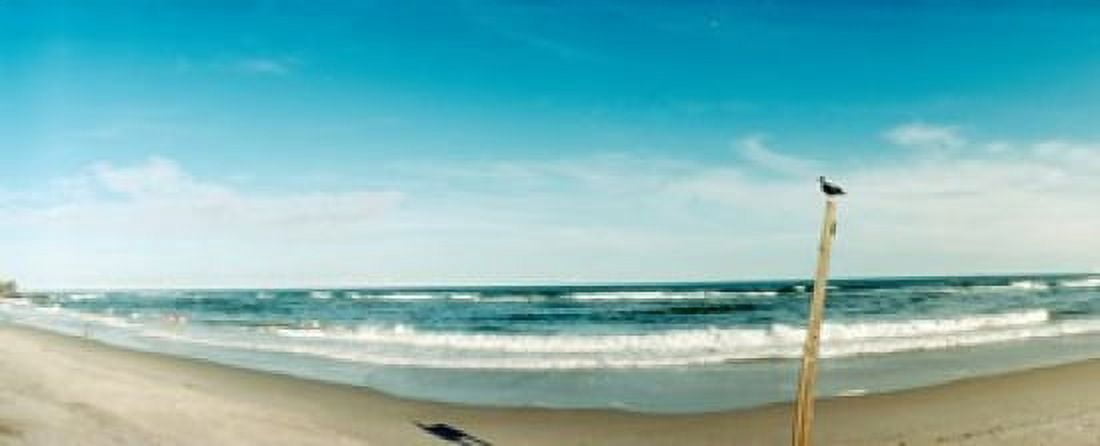 Seagull standing on a wooden post at Fort Tilden Beach Queens New York City New York State USA Canvas Art - Panoramic Images (30 x 12)