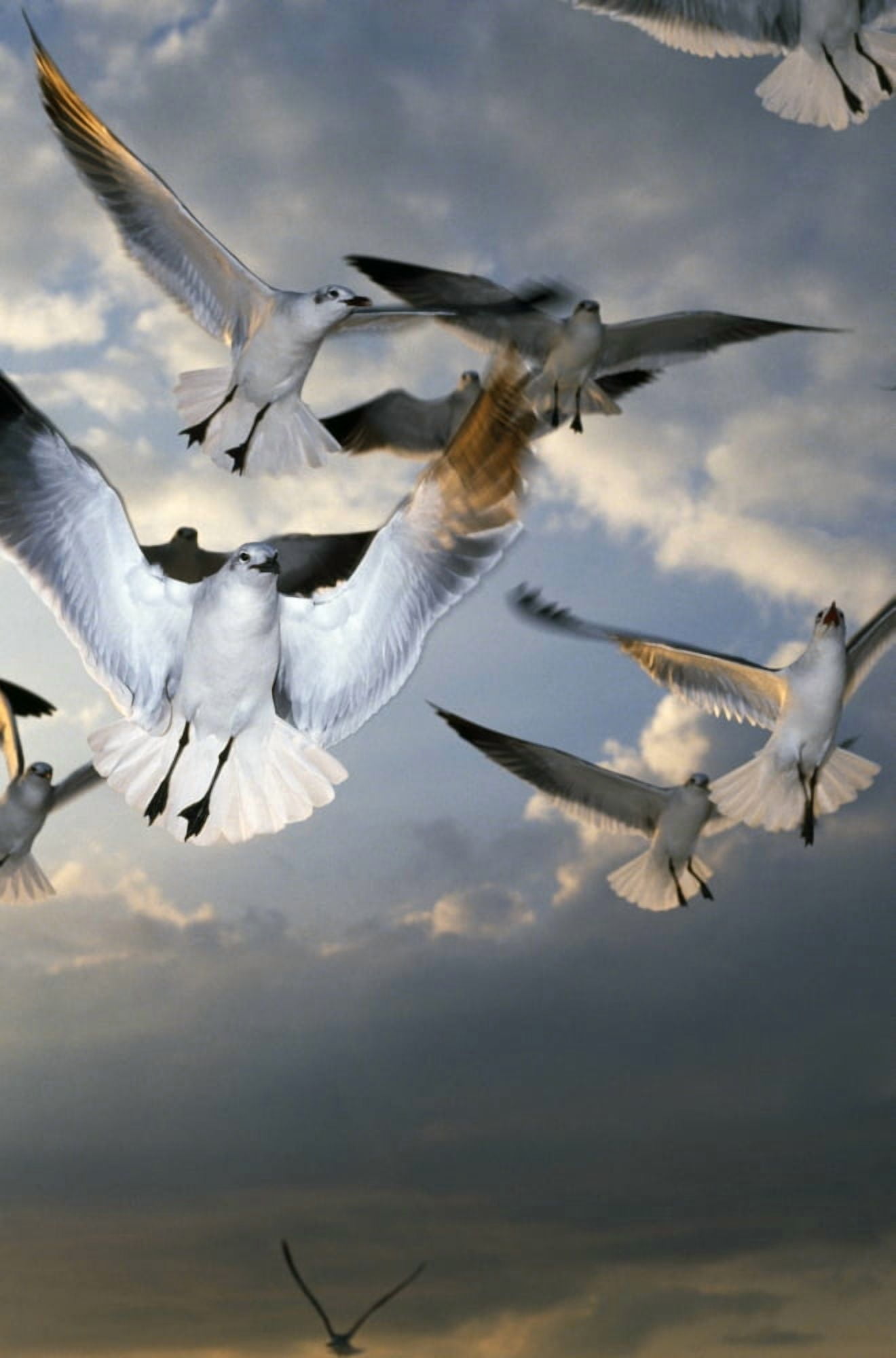 Seagulls In Flight Canvas Art - Natural Selection Ralph Curtin Design Pics (12 x 18)