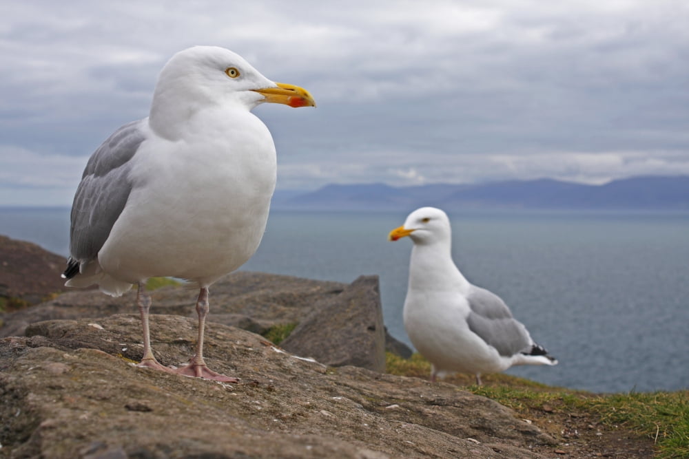 Seagulls On Slea Head On The Dingle Peninsula County Kerry Munster Ireland Canvas Art - Trish Punch Design Pics (38 x 24)