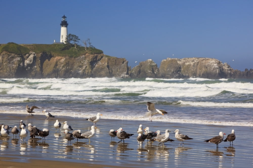 Seagulls On The Beach And Yaquina Head Lighthouse On The Oregon Coast Oregon Usa Canvas Art - Craig Tuttle Design Pics (38 x 24)