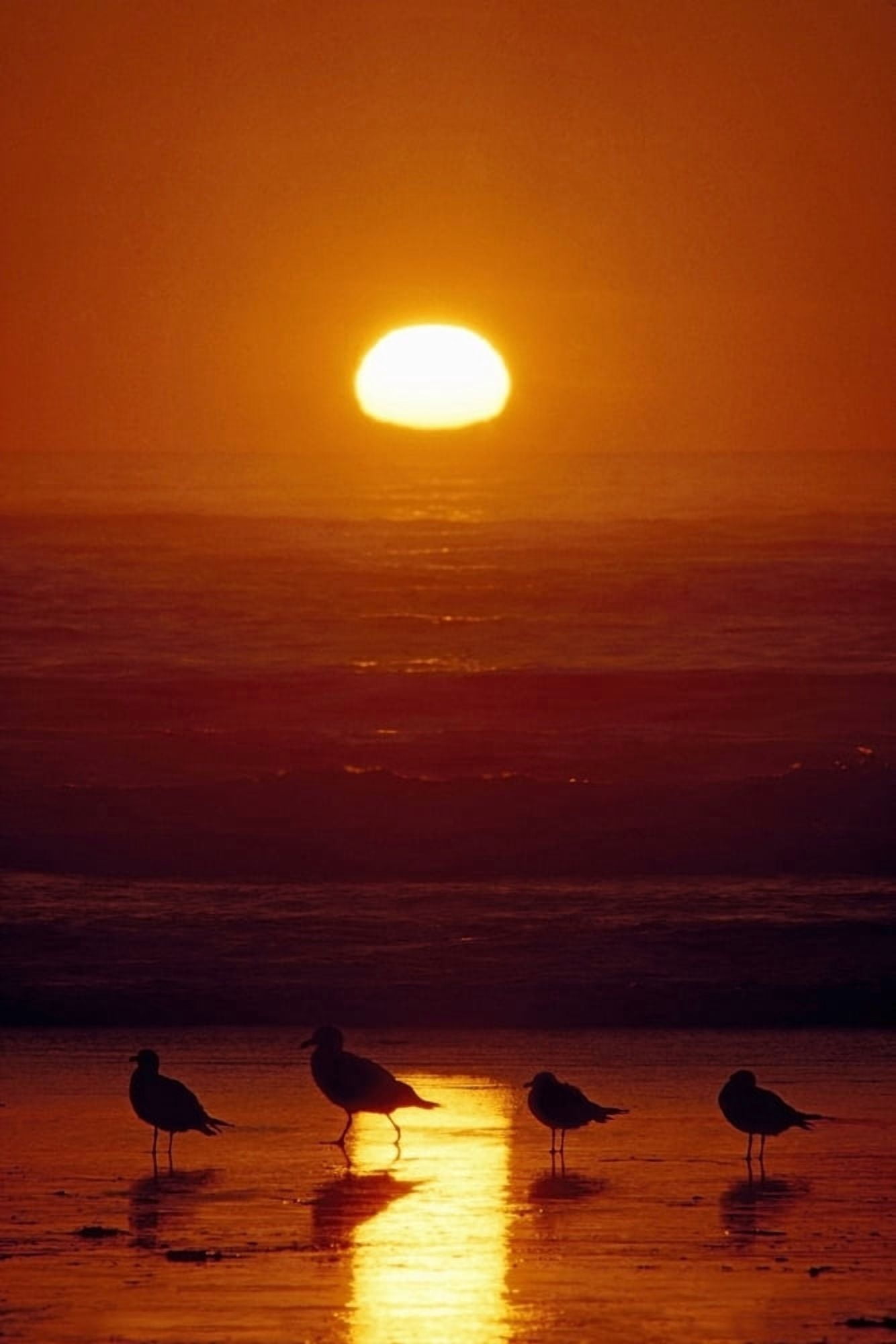 Seagulls Shishi Beach Washington Usa Canvas Art - David Ponton Design Pics (12 x 19)