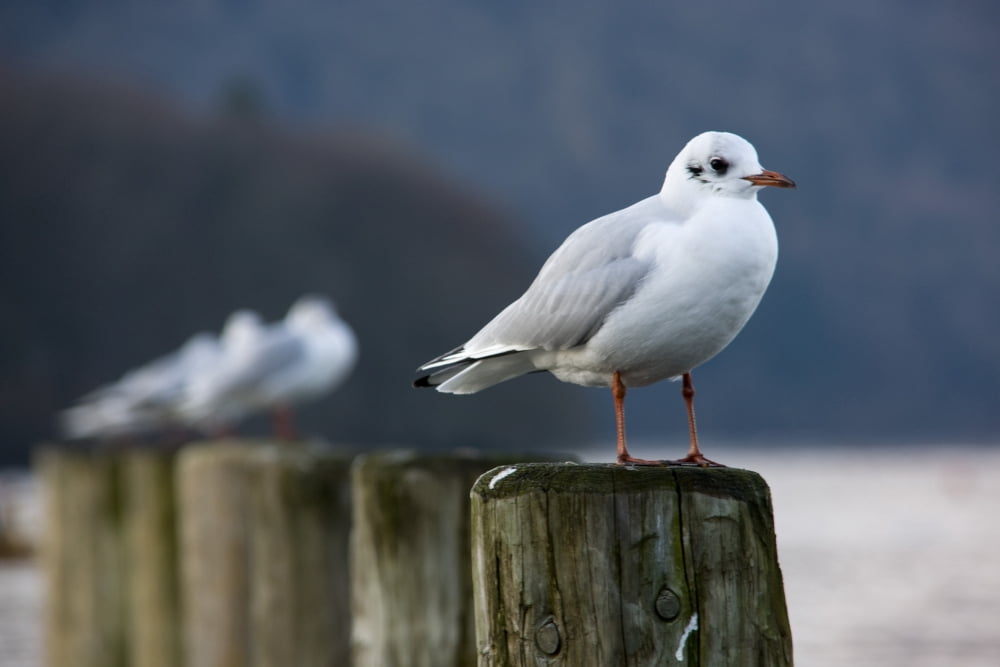Seagulls Sitting On Posts Canvas Art - John Short Design Pics (18 x 12)