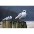 thumbnail image 1 of Seagulls Sitting On Posts Poster Print, 1 of 2