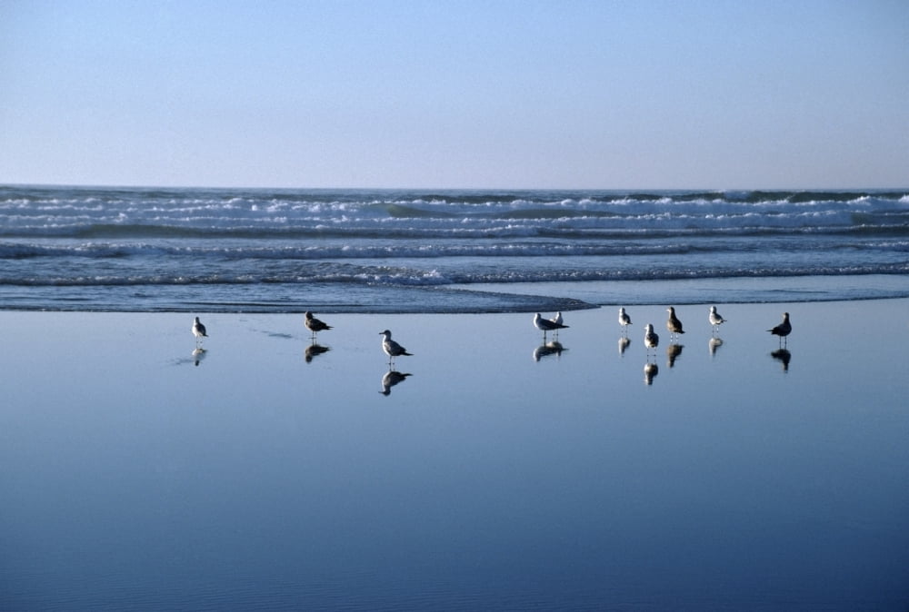 Seagulls Standing On The Shore As The Waves Roll In Canvas Art - David Ponton Design Pics (18 x 12)