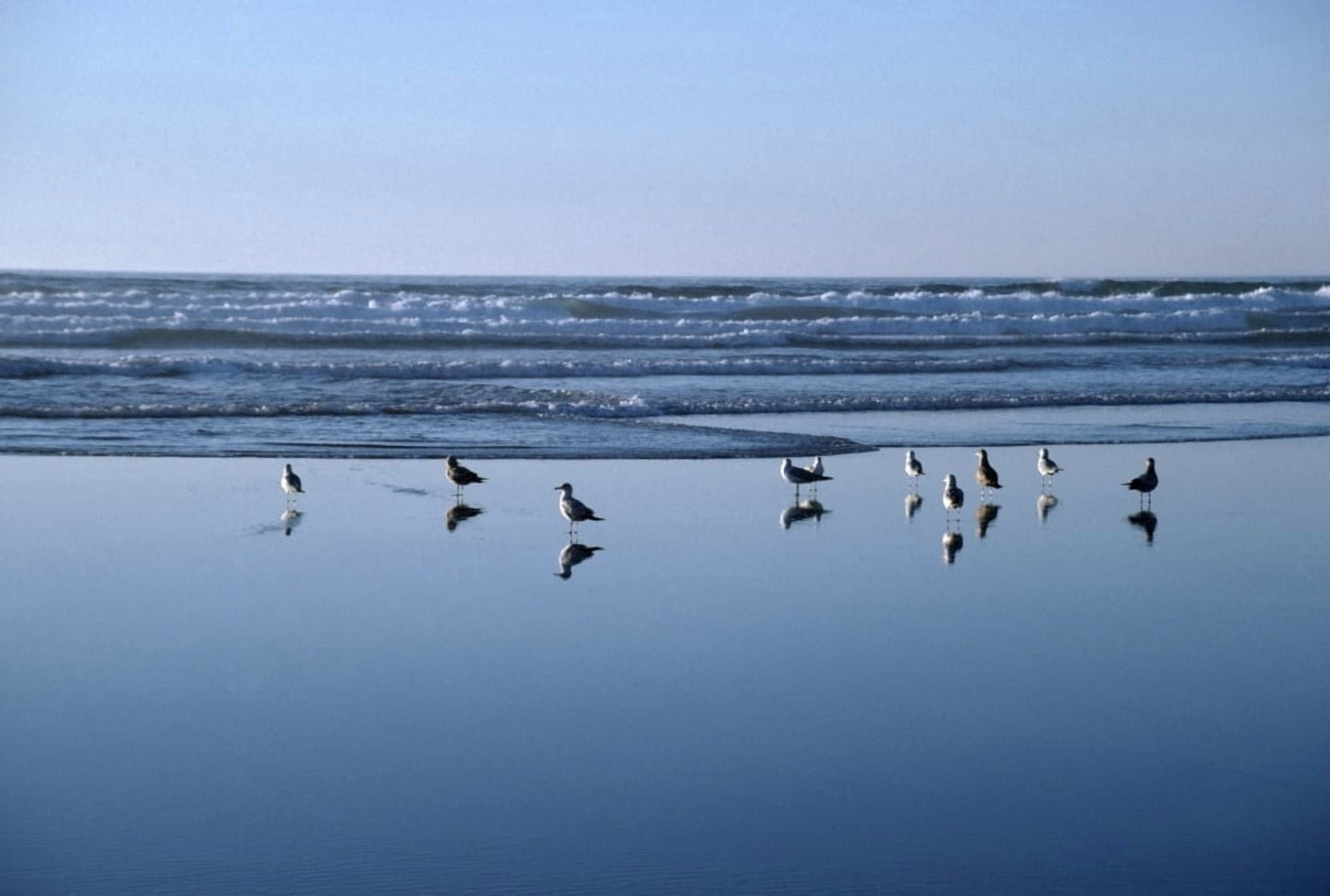 Seagulls Standing On The Shore As The Waves Roll In Canvas Art - David Ponton Design Pics (36 x 24)
