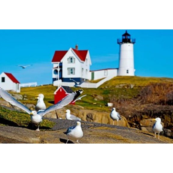 Seagulls at Nubble Lighthouse Cape Neddick York Maine USA Canvas Art - Panoramic Images (36 x 24)