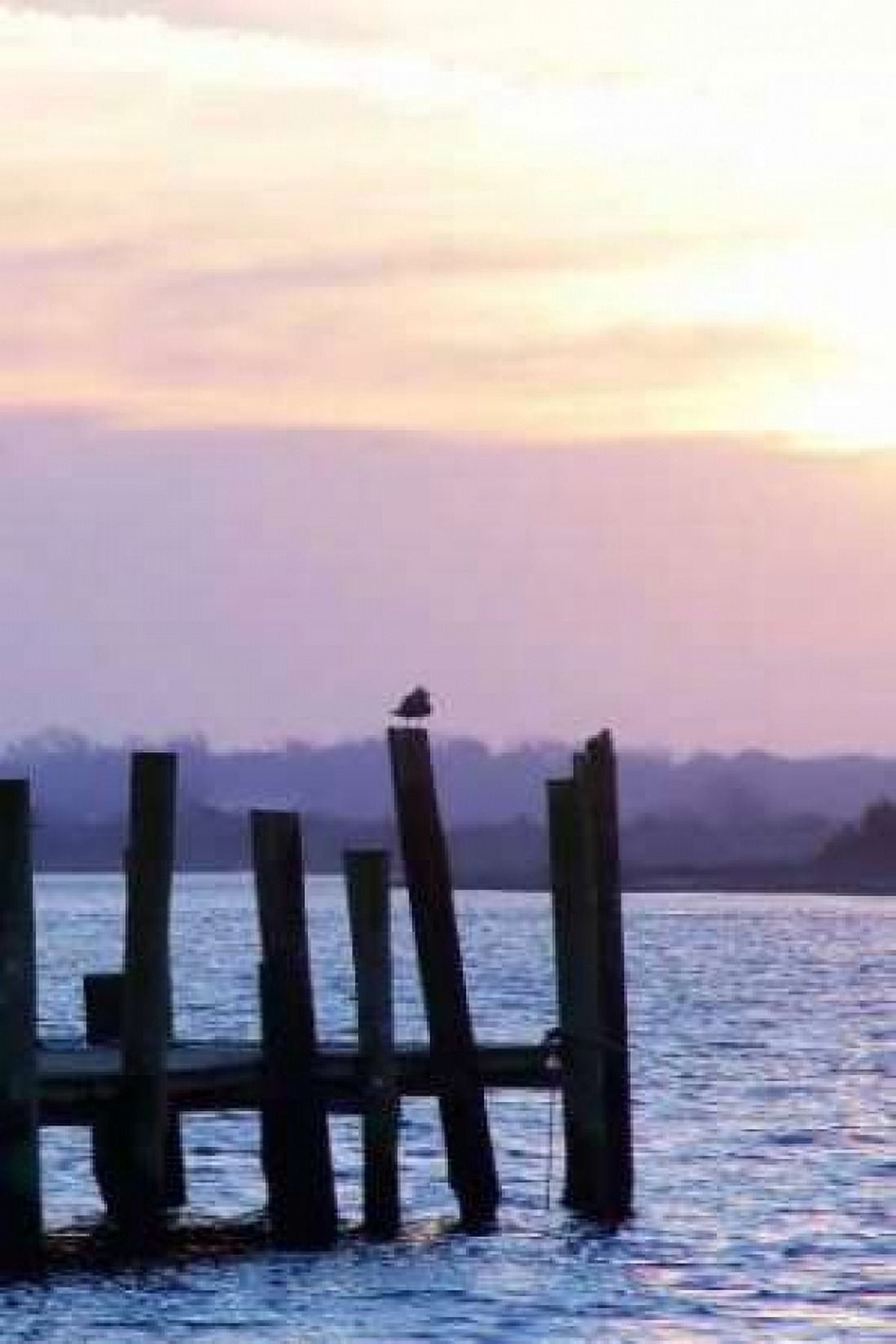 Seagulls at Sunset Canvas Art - Alan Hausenflock (12 x 18)