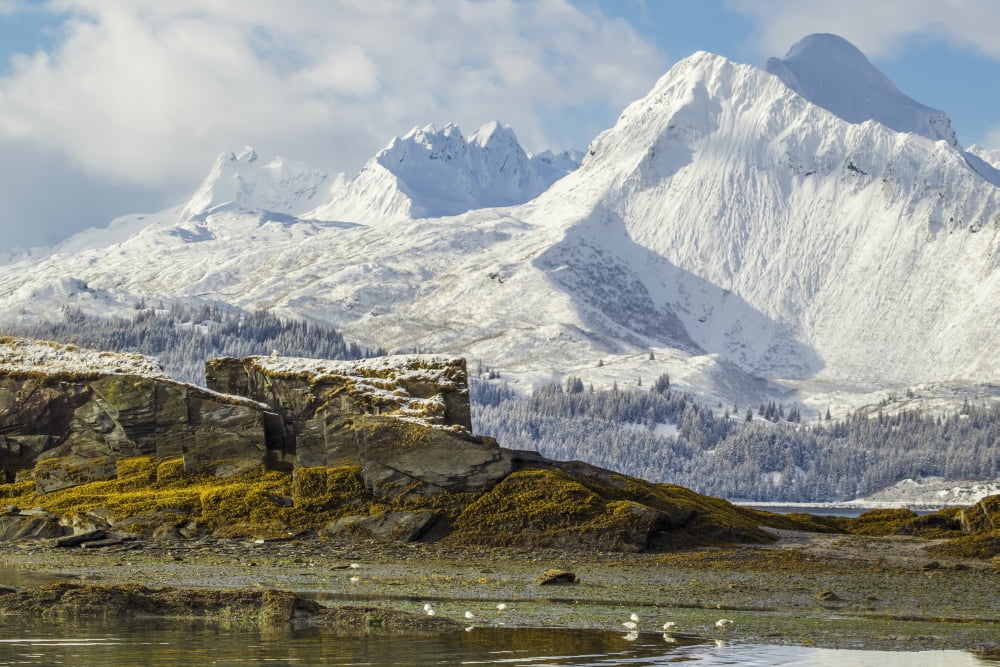 Seagulls feed along the shore during low tide along the Valdez seaboard Valdez Alaska United States of America Canvas Art - Zachary Sheldon Design Pics (38 x 24)